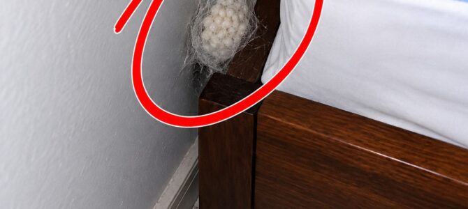 Bolitas o saquito de seda cerca de la cama: qué es y qué hacer
