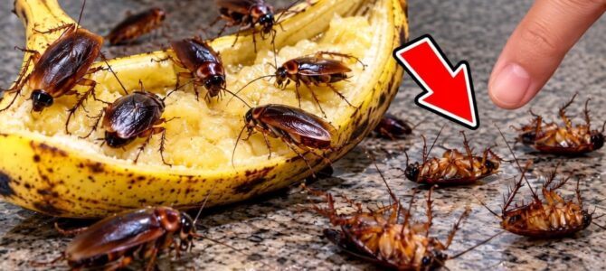Trampas caseras con plátano para cucarachas: dos métodos sin veneno Trampas caseras con plátano para cucarachas: dos métodos sin veneno